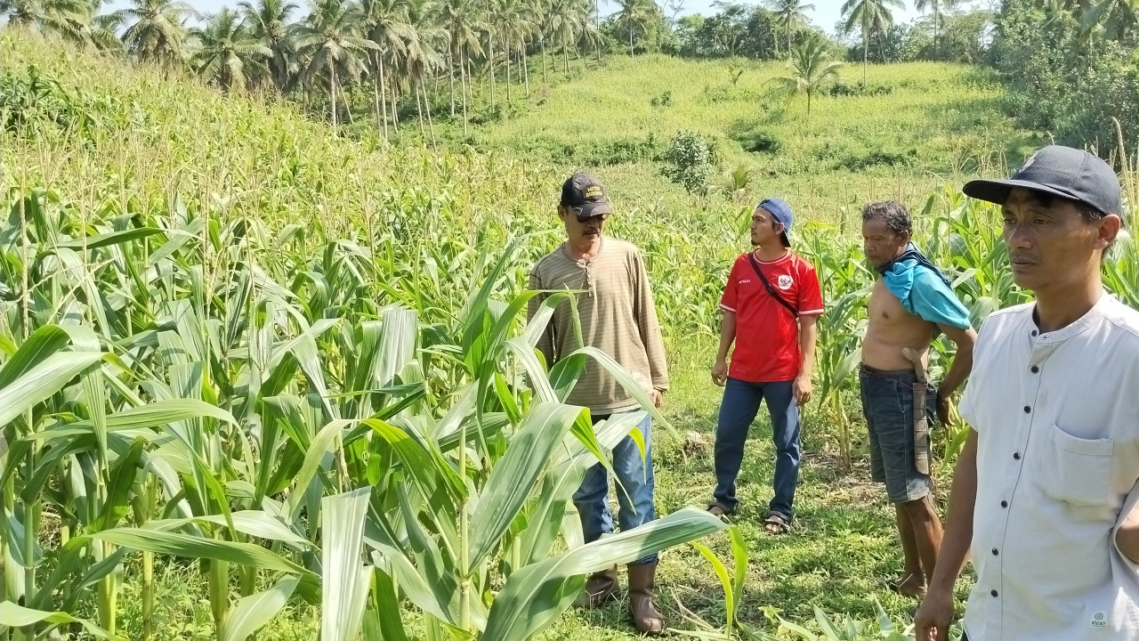 Ketahanan Pangan Desa Berjalan, BUMDes Mutiara Selatan Cikalong Siap Panen Jagung