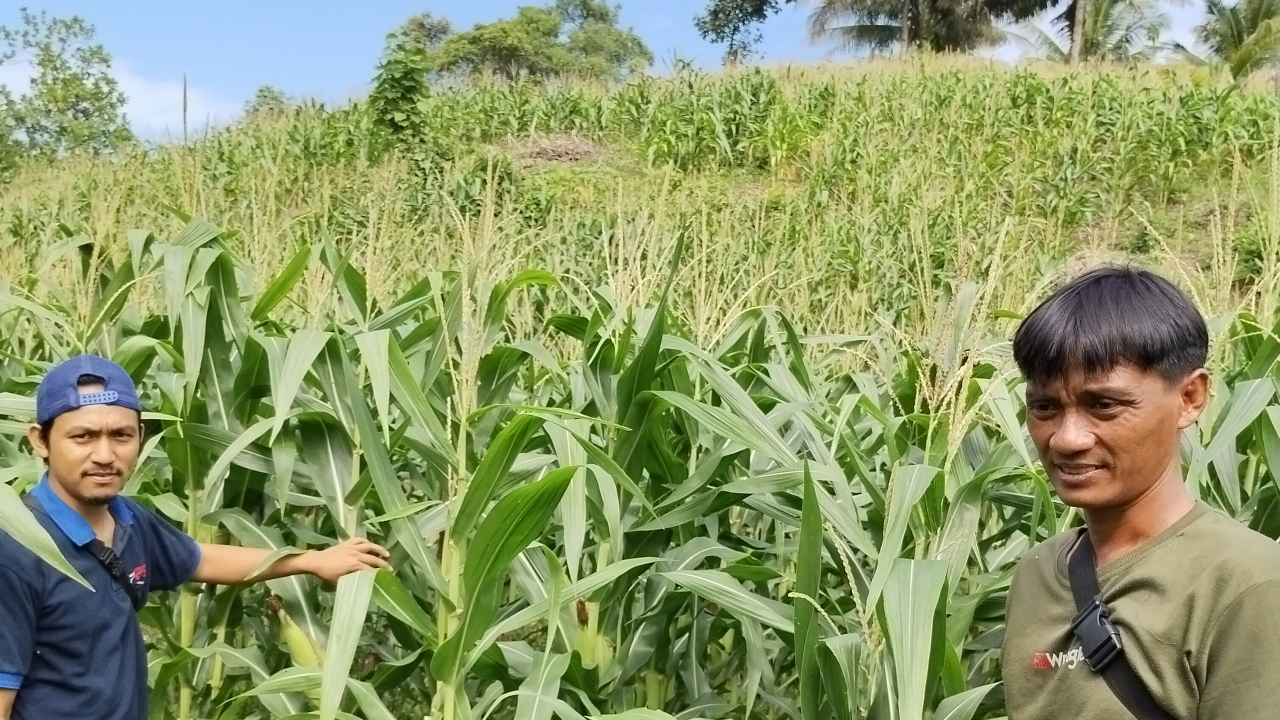 Tanaman Jagung Unggulan Cikalong, Ketahanan Pangan Desa Terjamin