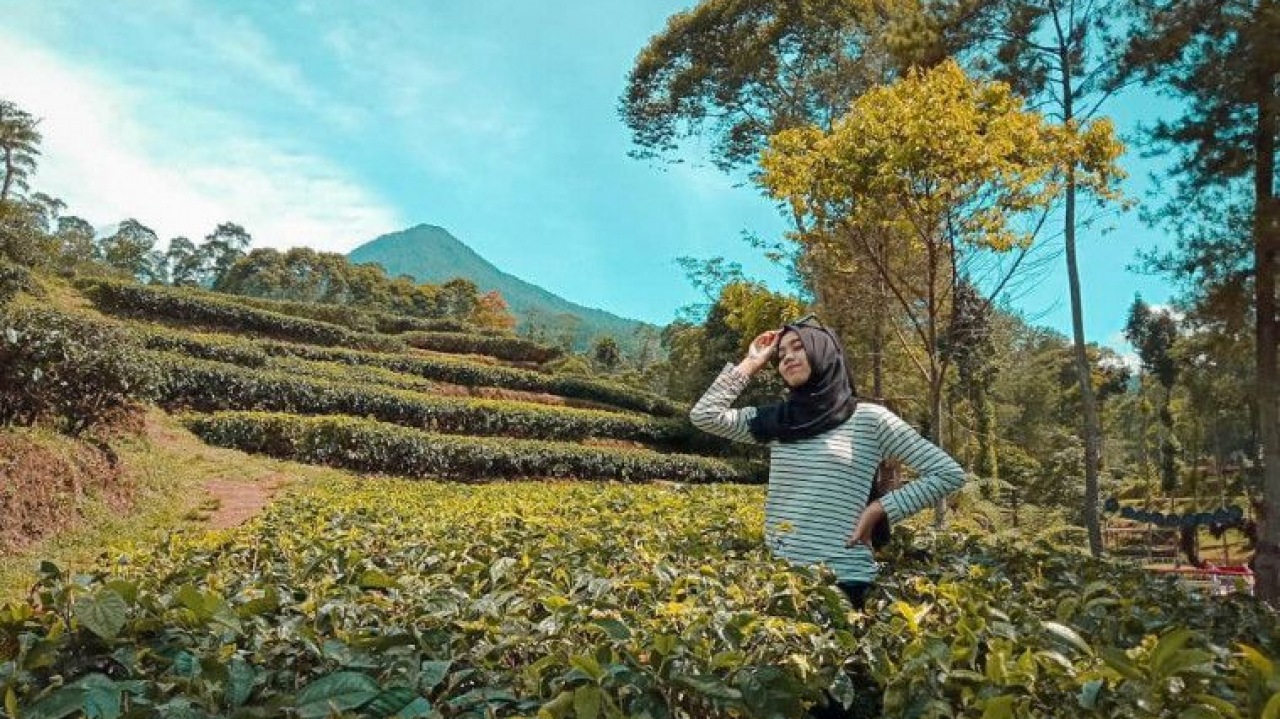 Wisata Kebun Teh
