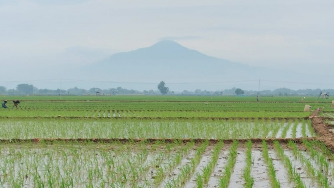 DESA PADI