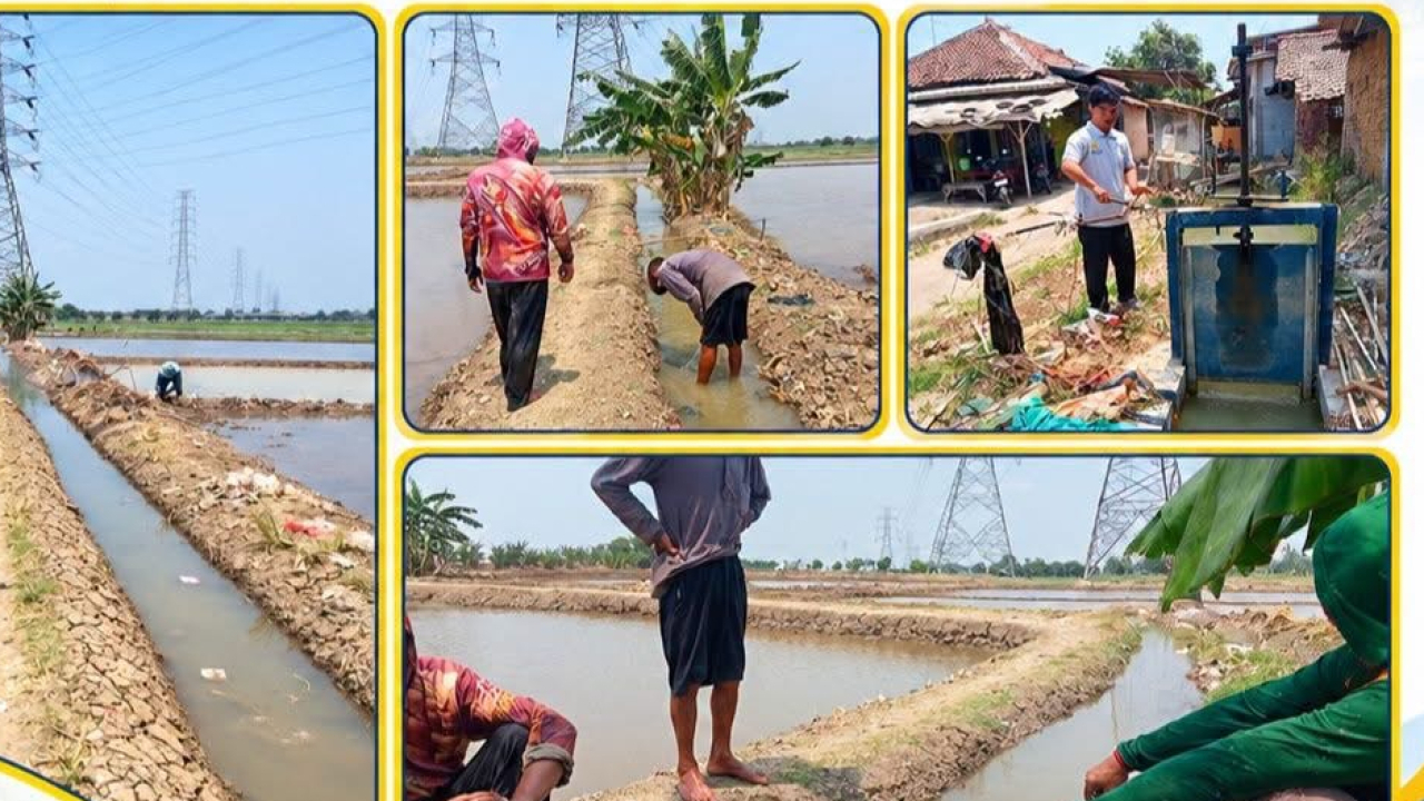 Lahan Sawah Di Desa Sukra Wetan Sudah Bisa Ditanami