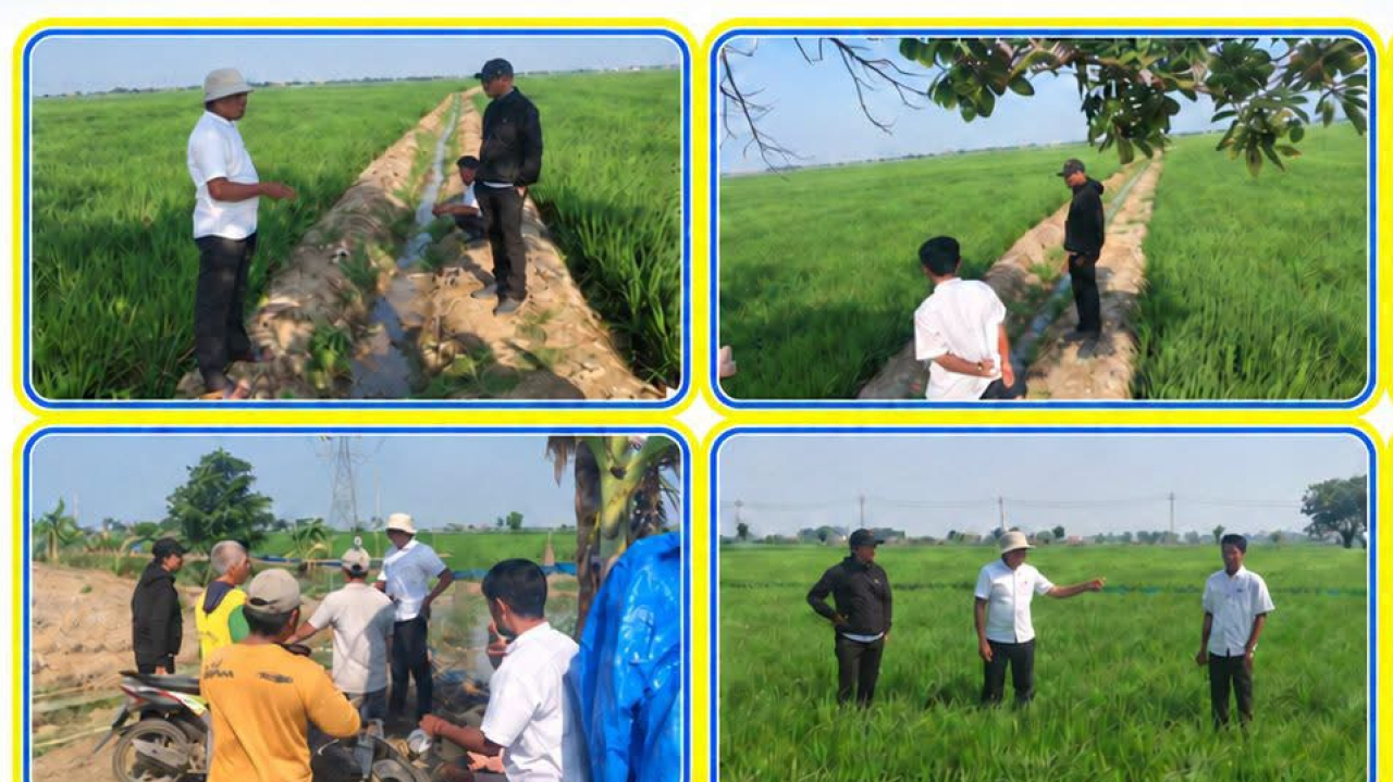 Pengecekan Lahan Persawahan Desa Sukra Wetan
