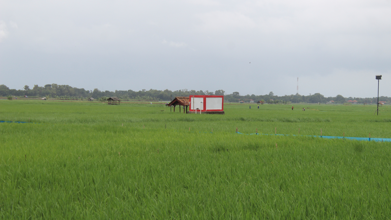 PERTANIAN DI DESA BALERAJA