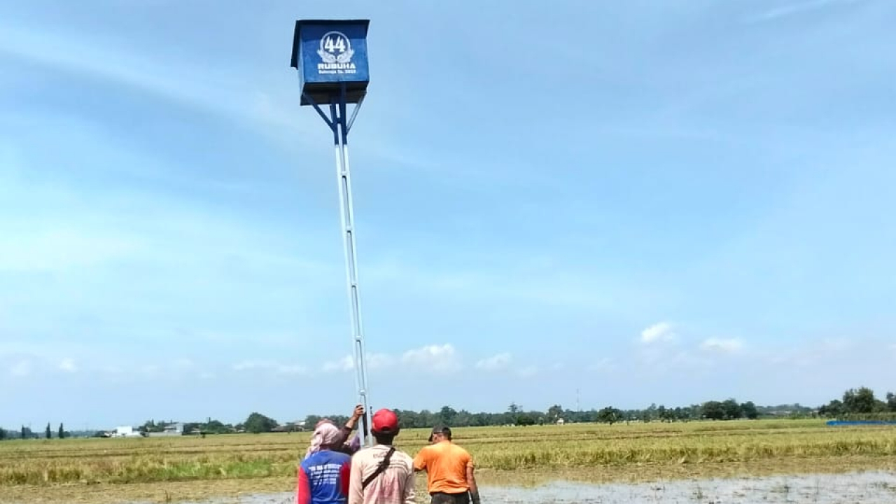 Rumah Burung Hantu untuk Padi dan Ekosistem Desa Balereja