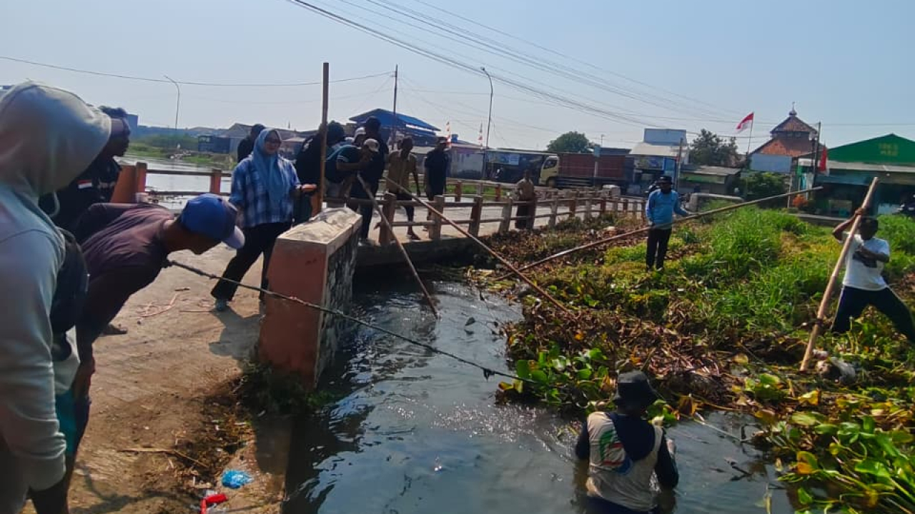 Jumsih Bersihkan Eceng Gondok di Saluran Irigasi Portal, Pemdes Rengasdengklok Selatan Bersama PJT II Kabupaten Karawang