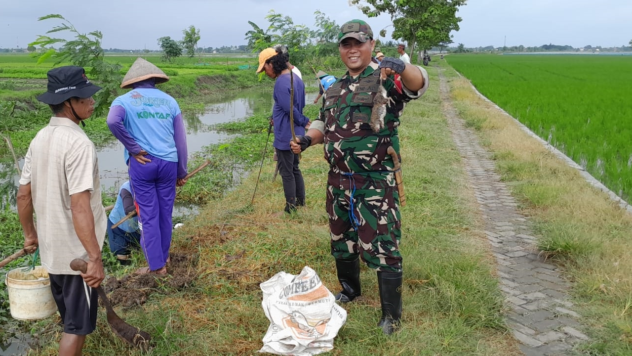 Sinergitas Antara Pemerintahan Desa Sukamurni dengan Petani dan TNI dalam kegiatan Pemeberantasan hama tikus