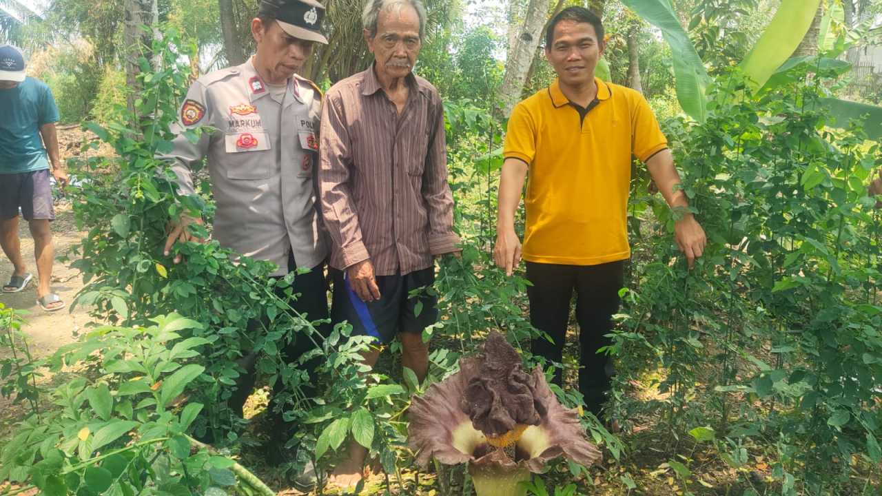 **Penemuan Bunga Bangkai Gegerkan Warga Desa Sukamakmur**