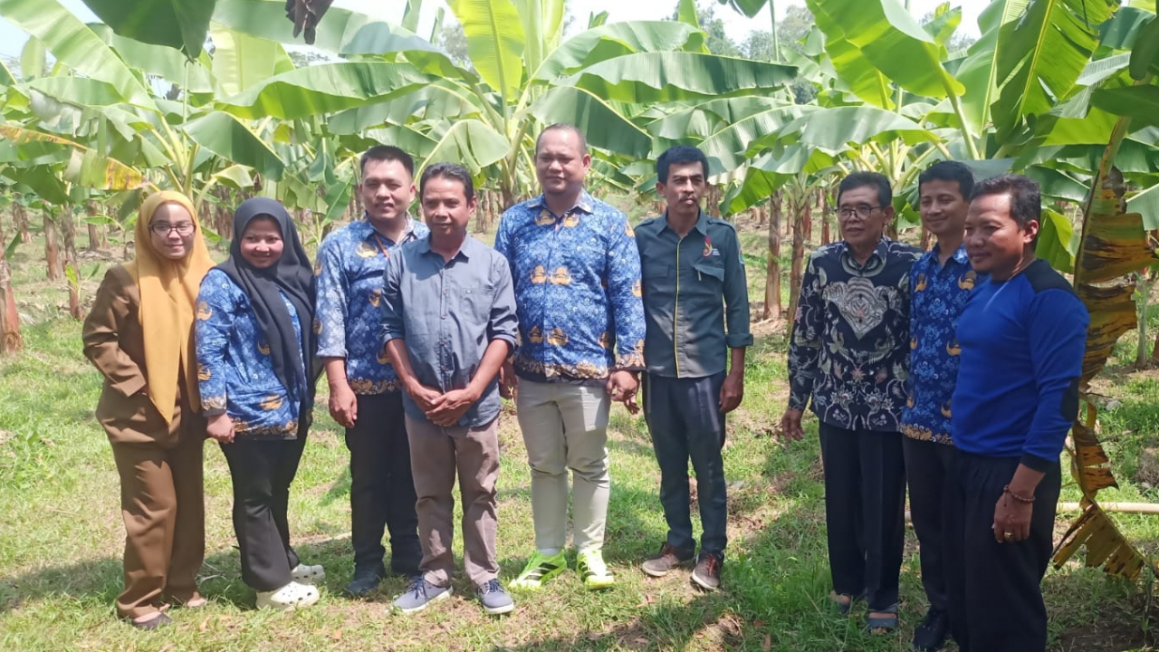 Sinergi Lintas Sektor: DPMD Kab. Bekasi dan Pendamping Desa Tinjau Keberhasilan Budidaya Pisang Raja Bulu Desa Nagasari