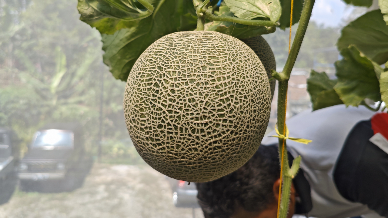 Pertanian Melon hydroponic Desa Ciwaruga