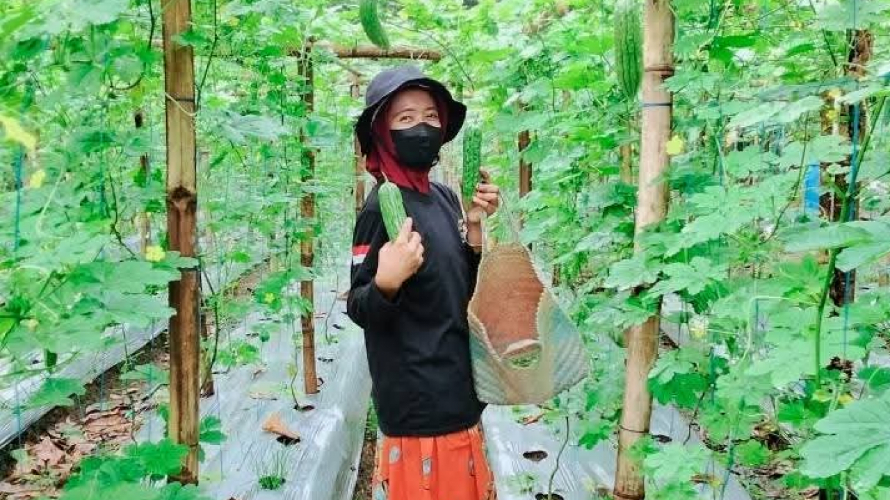 Kisah Sukses Petani Sayuran di Desa Margasari