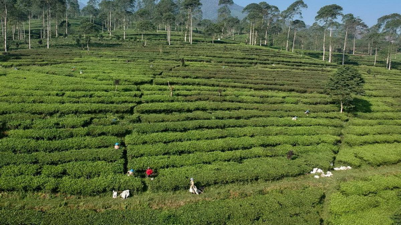 Perkebunan dan Tanaman Tahunan