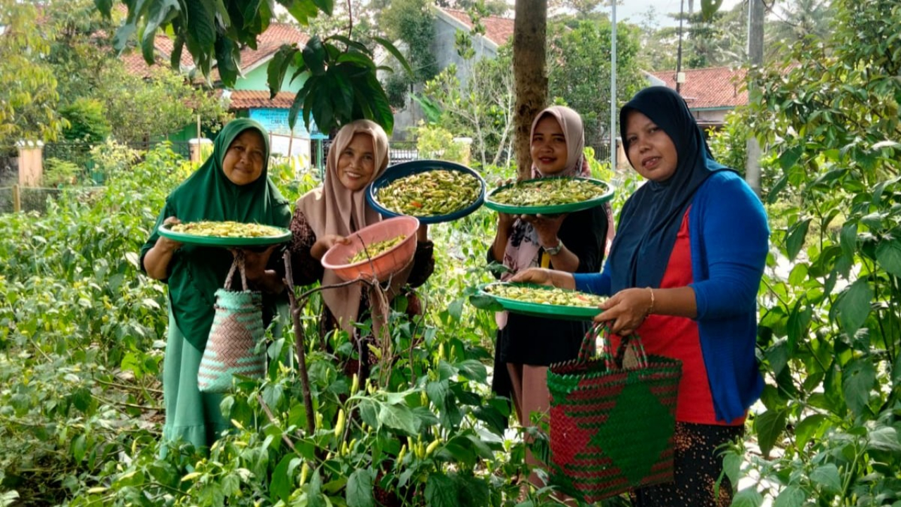 KWT Flamboyan Desa Margasari Berhasil Tingkatkan Kualitas Tanaman Cabai melalui Pemberdayaan Kelompok Wanita Tani
