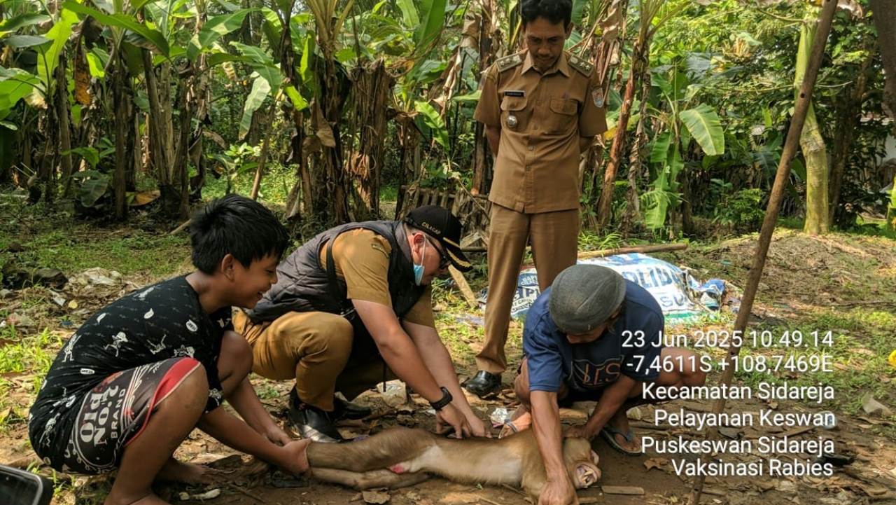 Pelayanan Keswan oleh Puskeswan Kecamatan Sidareja