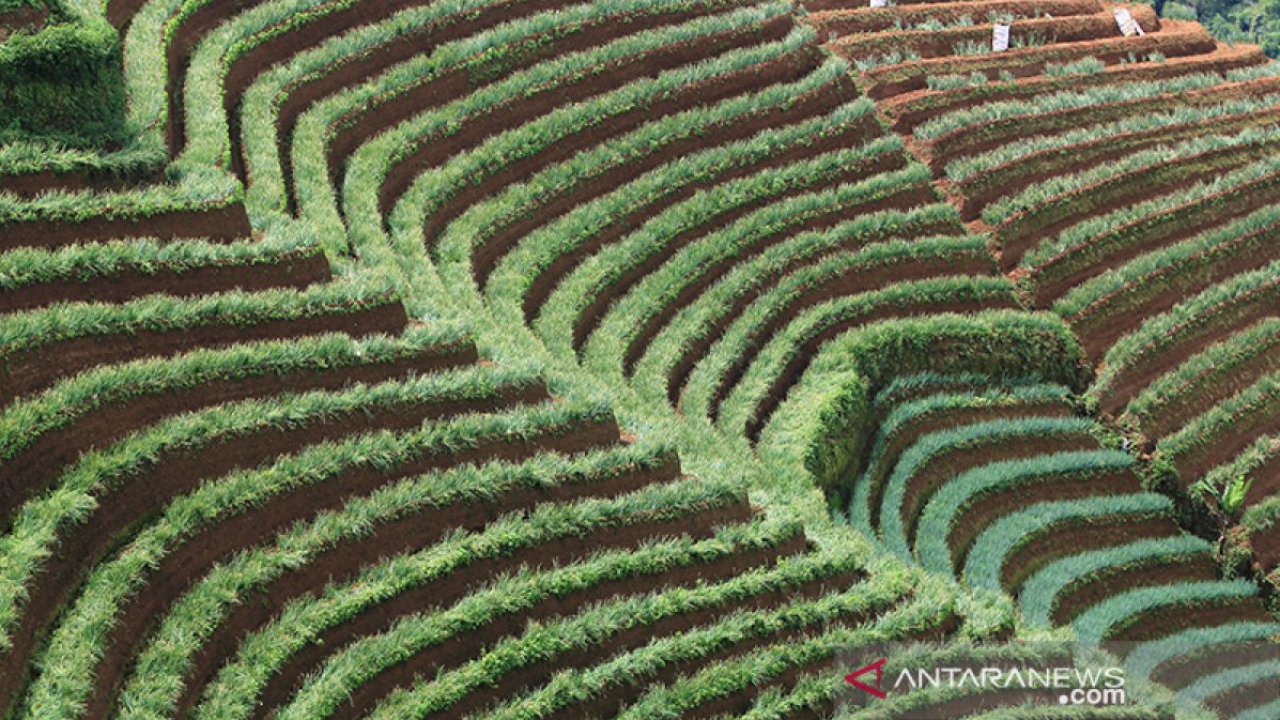 Pertanian dan Hortikultura