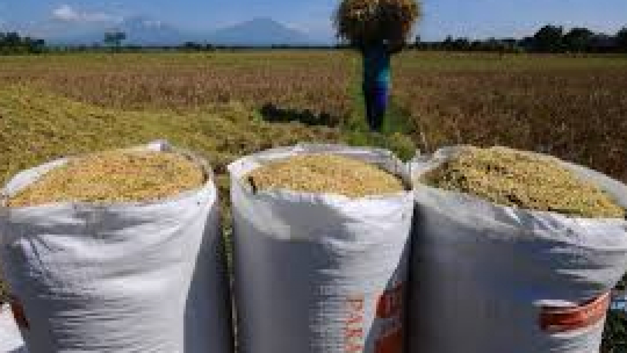 POTENSI LAHAN PERTANIAN DESA KARANGMALANG