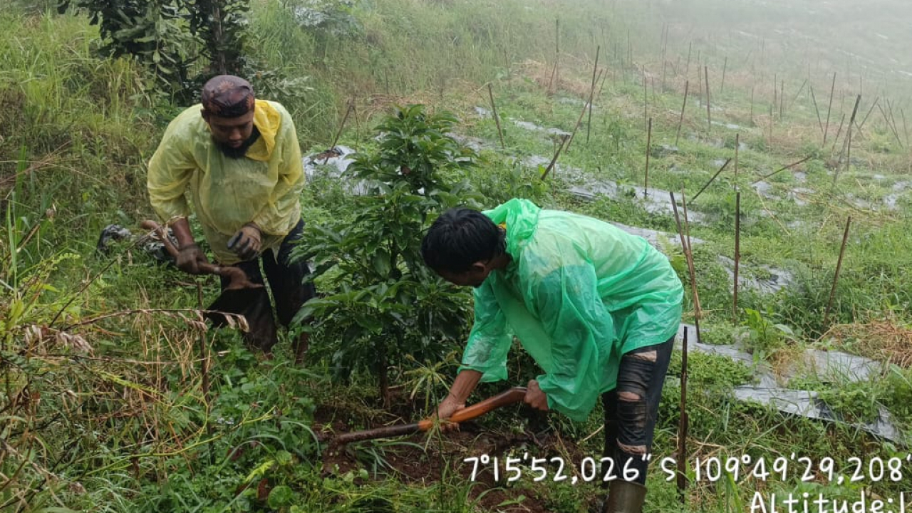 Perawatan Kebun Kopi dan Makadamia Aforestasi Maju Bersama di Desa Pegundungan