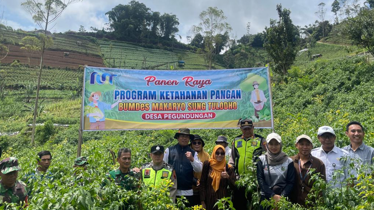 Panen Raya Program Ketahanan Pangan BUMDes Makaryo Sung Tulodho Desa Pegundungan
