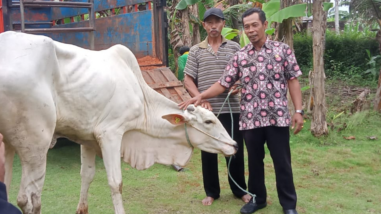 Sapi Bankeu Jateng Tiba, Peternak Binangun Sumringah
