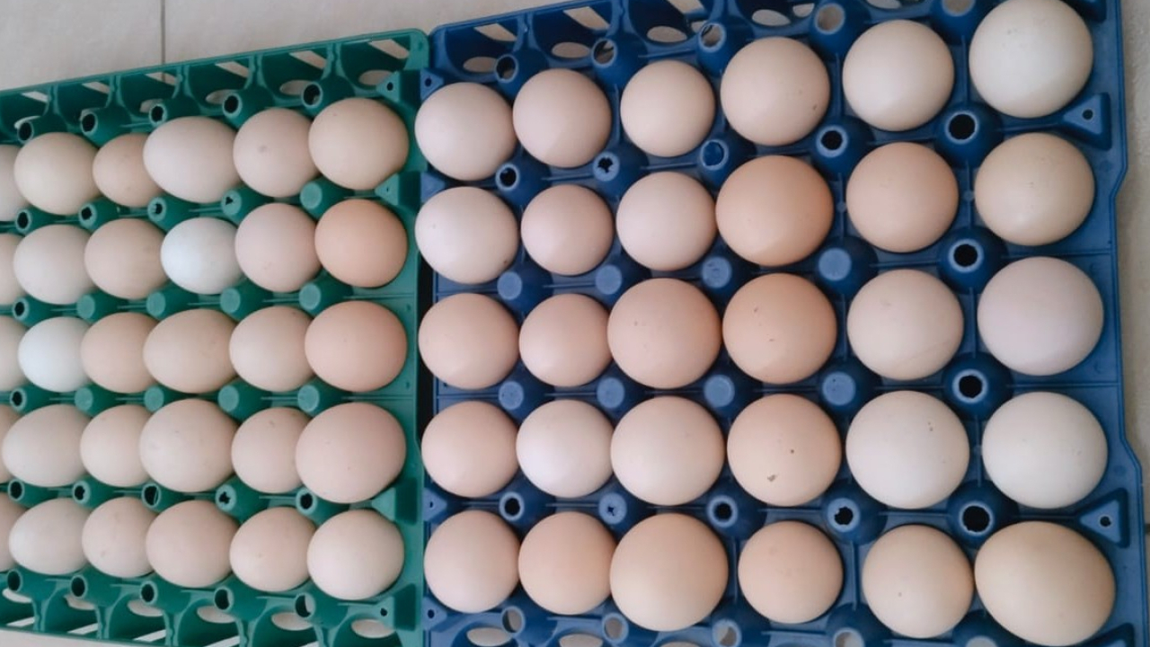 Telur Ayam Kampung