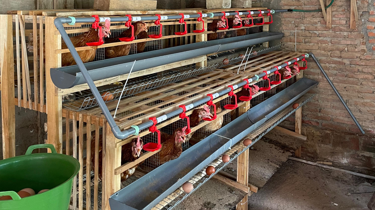 USAHA  RUMAHAN : TERNAK AYAM PETELUR