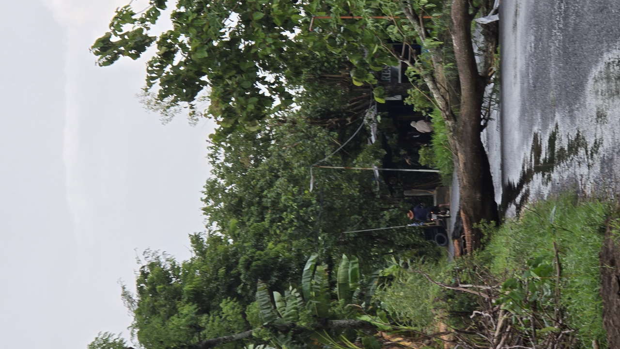 Pohon Tumbang Magetan: Hujan Angin Landa Desa Sobontoro