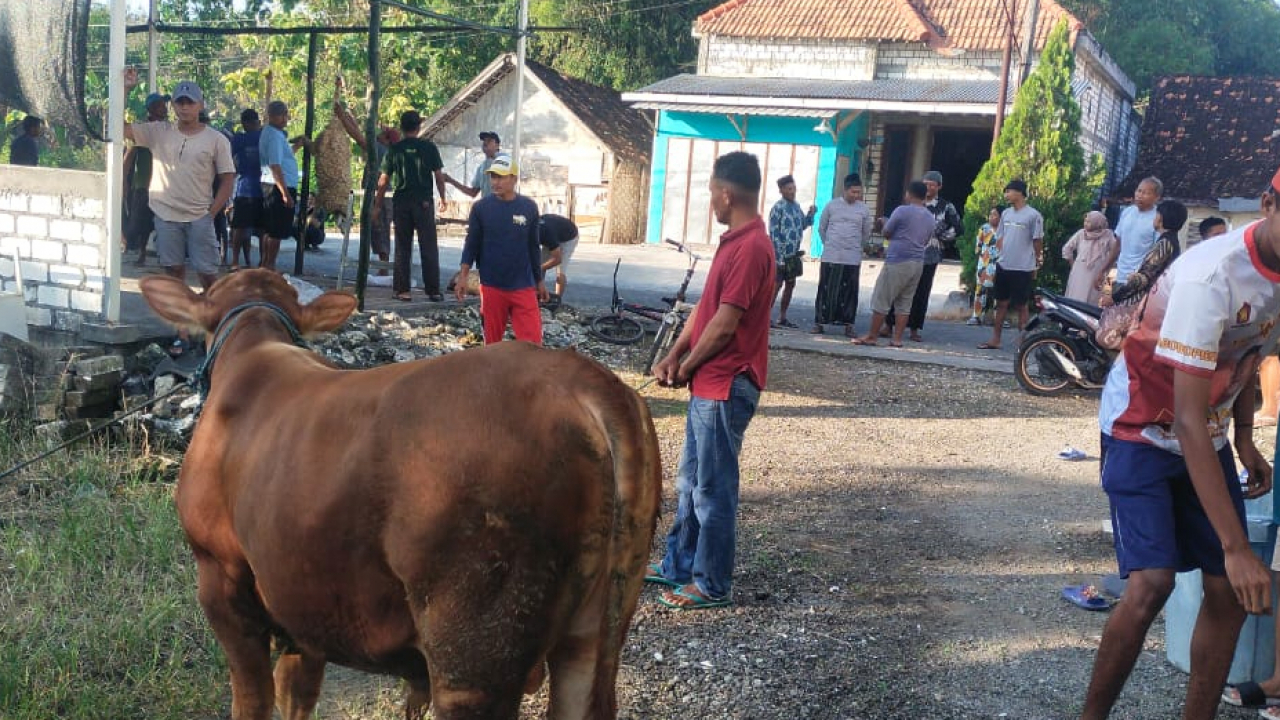 Pemotongan Hewan Kurban di Desa Sugihwaras Tahun 2025