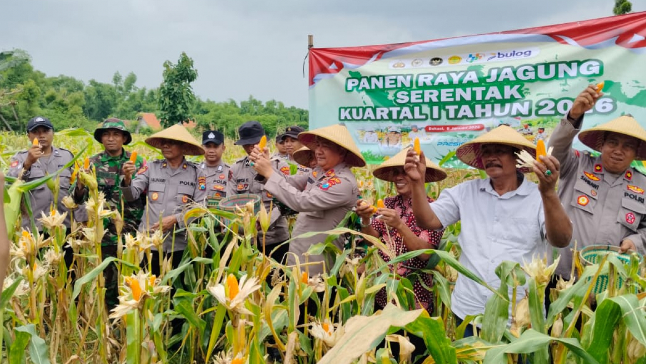 Wujudkan Ketahanan Pangan, Polres Pamekasan dan Pemdes Desa Jarin Gelar Panen Raya Jagung Serentak 2026