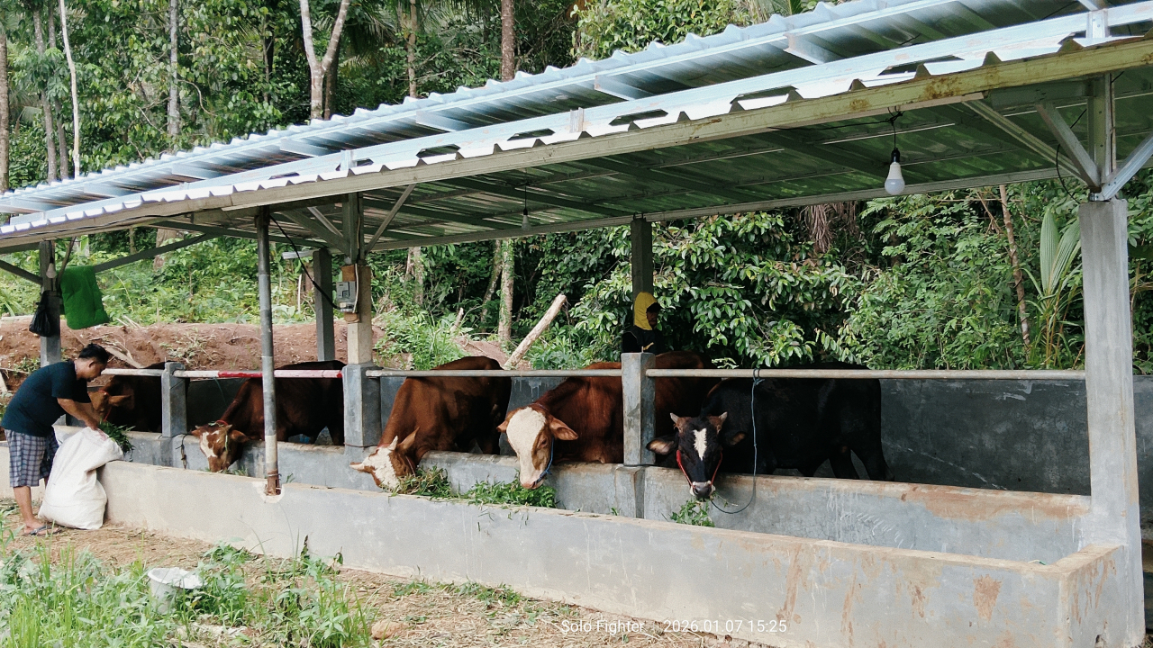 Program Ketahanan Pangan Desa Kersaratu  BUMDes Kelola Penggemukan Sapi