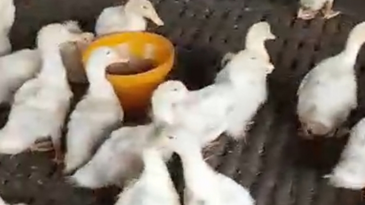 Ternak bebek