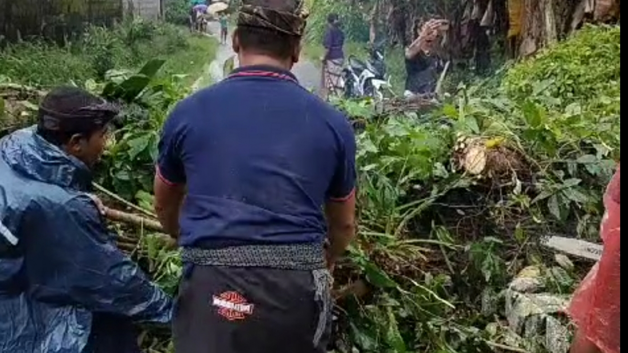 Akibat Hujan Deras, Pohon Kecemcem di Banjar Anyar Tumbang