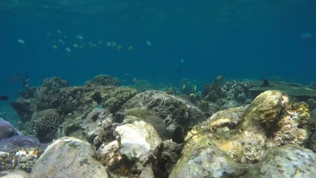 Snorkeling di Pantai Labuhan Amuk