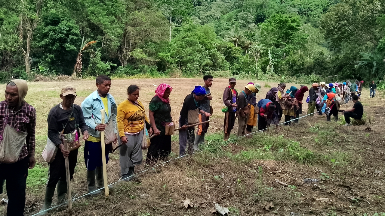 Tanam Perdana Jagung, BUMDes Rea Jaya Dukung Swasembada Pangan
