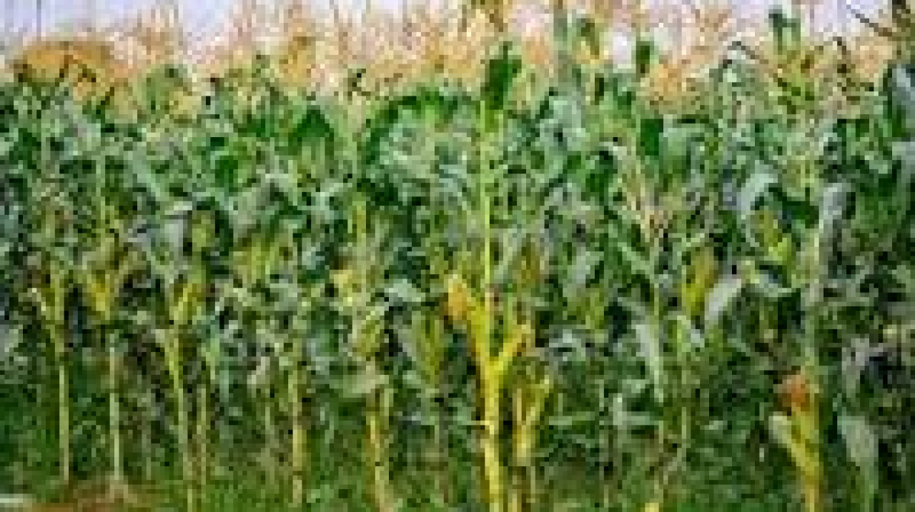JAGUNG