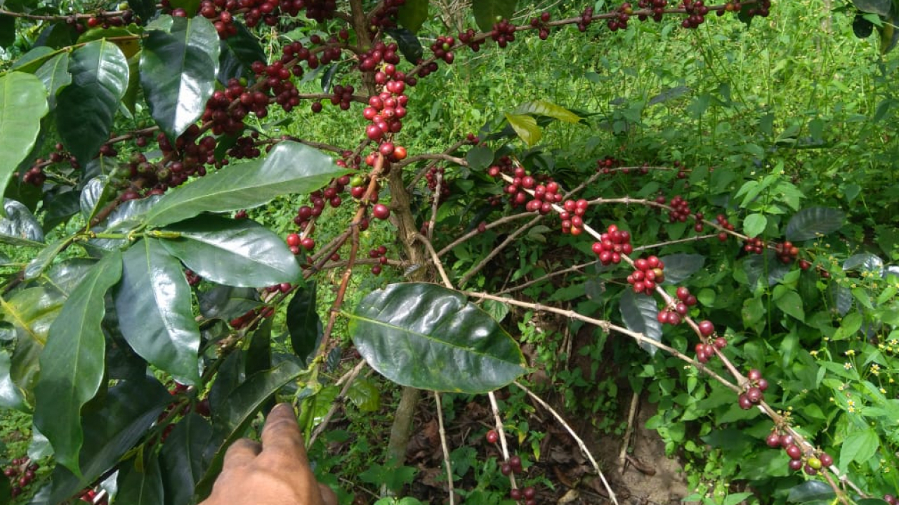 KOPI