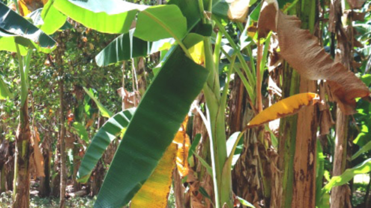 Pemerintah Desa Wulandoni Tingkatkan Kewaspadaan terhadap Penyakit Darah pada Tanaman Pisang