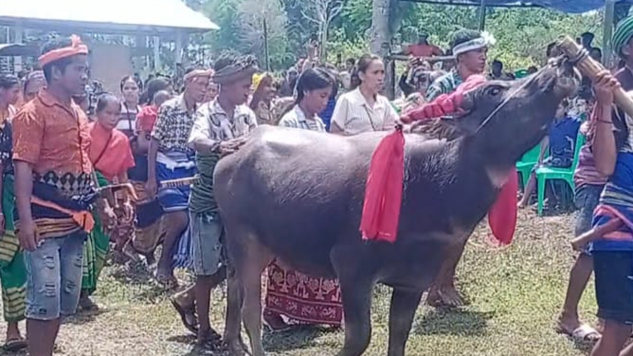 Pesta Pemakaman di Wee Paukrru Berjalan Lancar