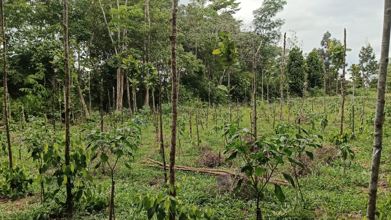 Mendorong Pertumbuhan Ekonomi Desa Melalui Perkebunan Lada di Desa Mekar Sekuntum