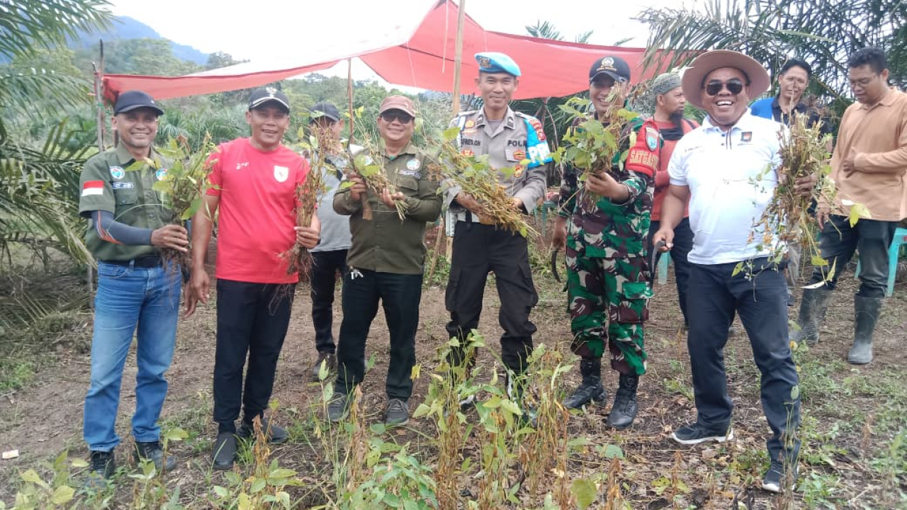 PANEN PERDANA KACANG KEDELAI USAHA BUMDES PUNCAK ENTINYU DESA LUBUK SABUK UNTUK PERKUAT KETAHANAN PANGAN