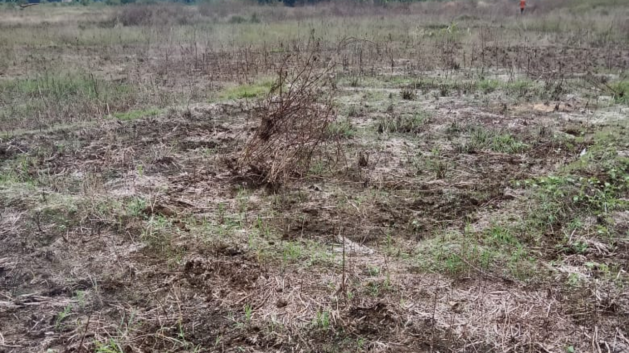 PENGELOLAHAN LAHAN BASAH/PERSAWAHAN DI DUSUN LUBUK SABUK DESA LUBUK SABUK MASIH DENGAN CARA TRADISIONAL
