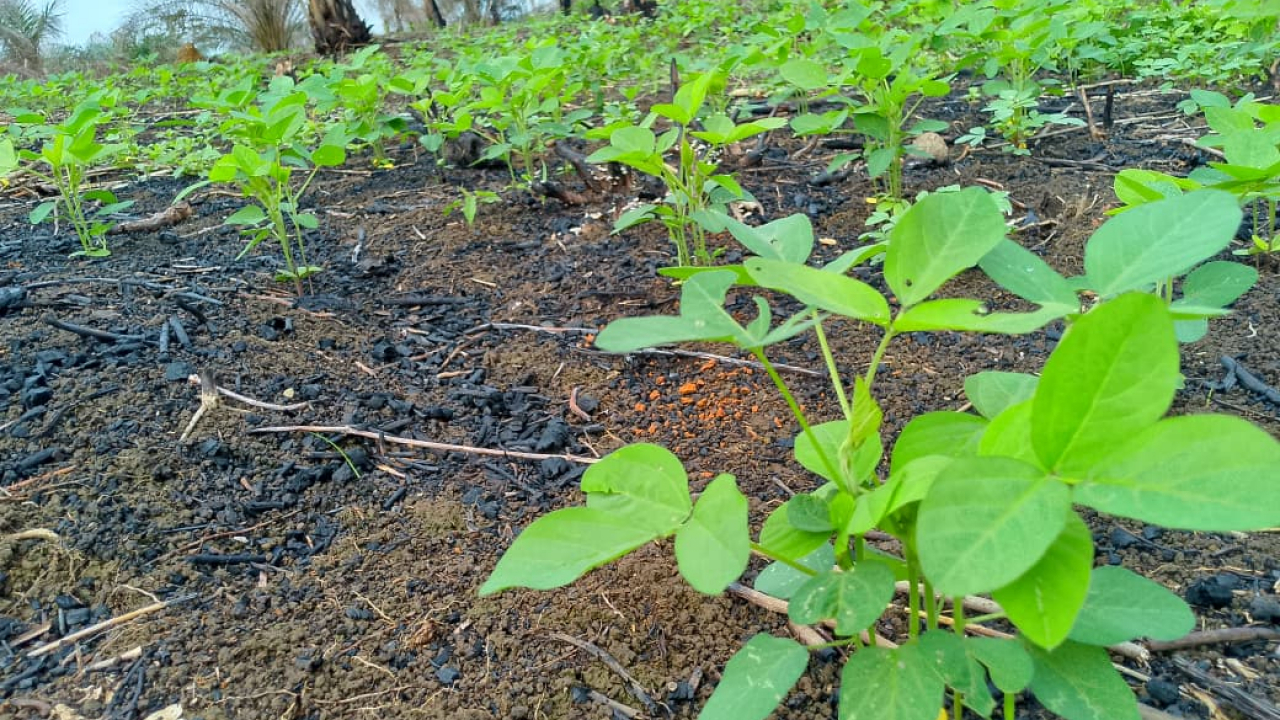PENANAMAN KACANG KEDELAI MEMPERKUAT KETAHANAN PANGAN DI DESA LUBUK SABUK