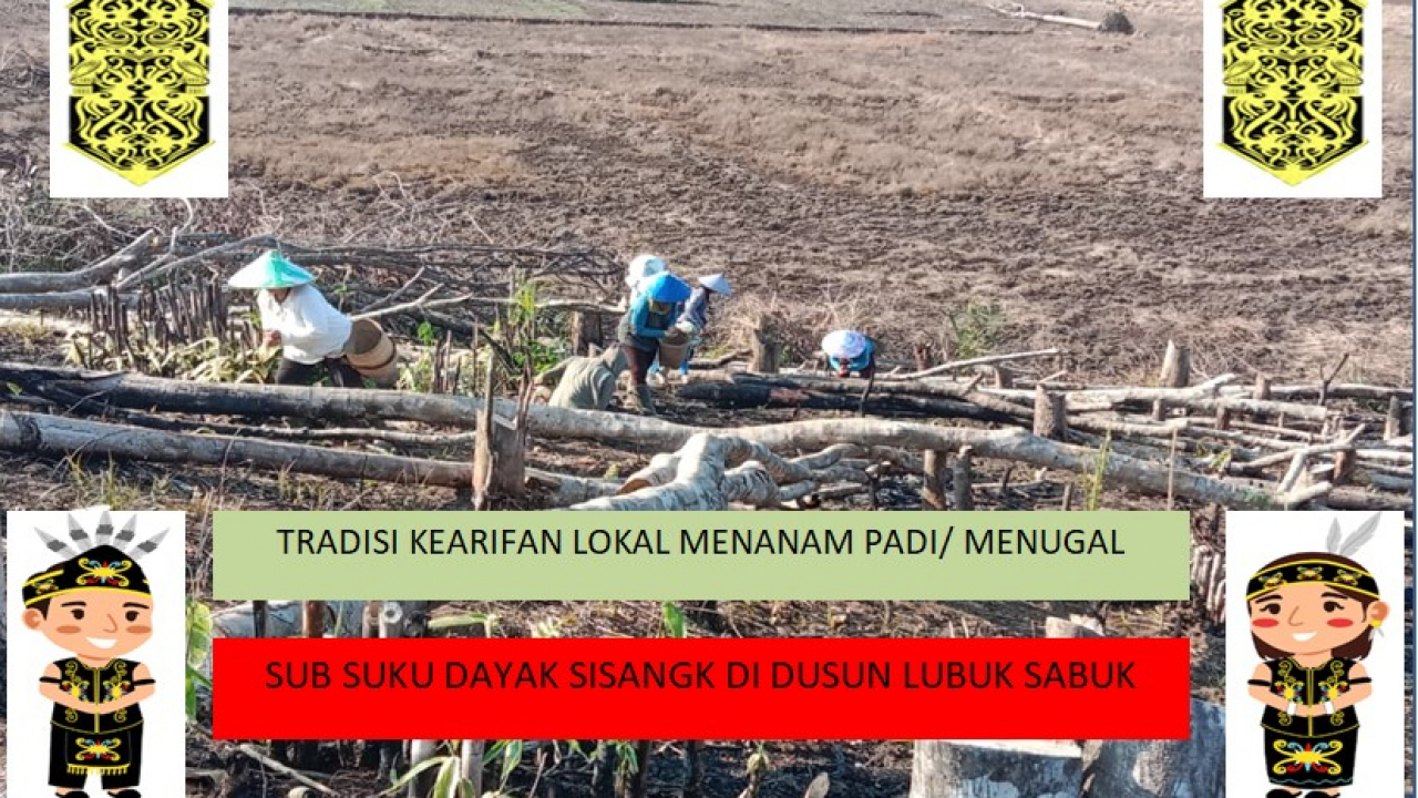 KEGIATAN MENUGAL/ MENANAM PADI DALAM KEARIFAN LOKAL SUB SUKU DAYAK SISANGK DUSUN LUBUK SABUK