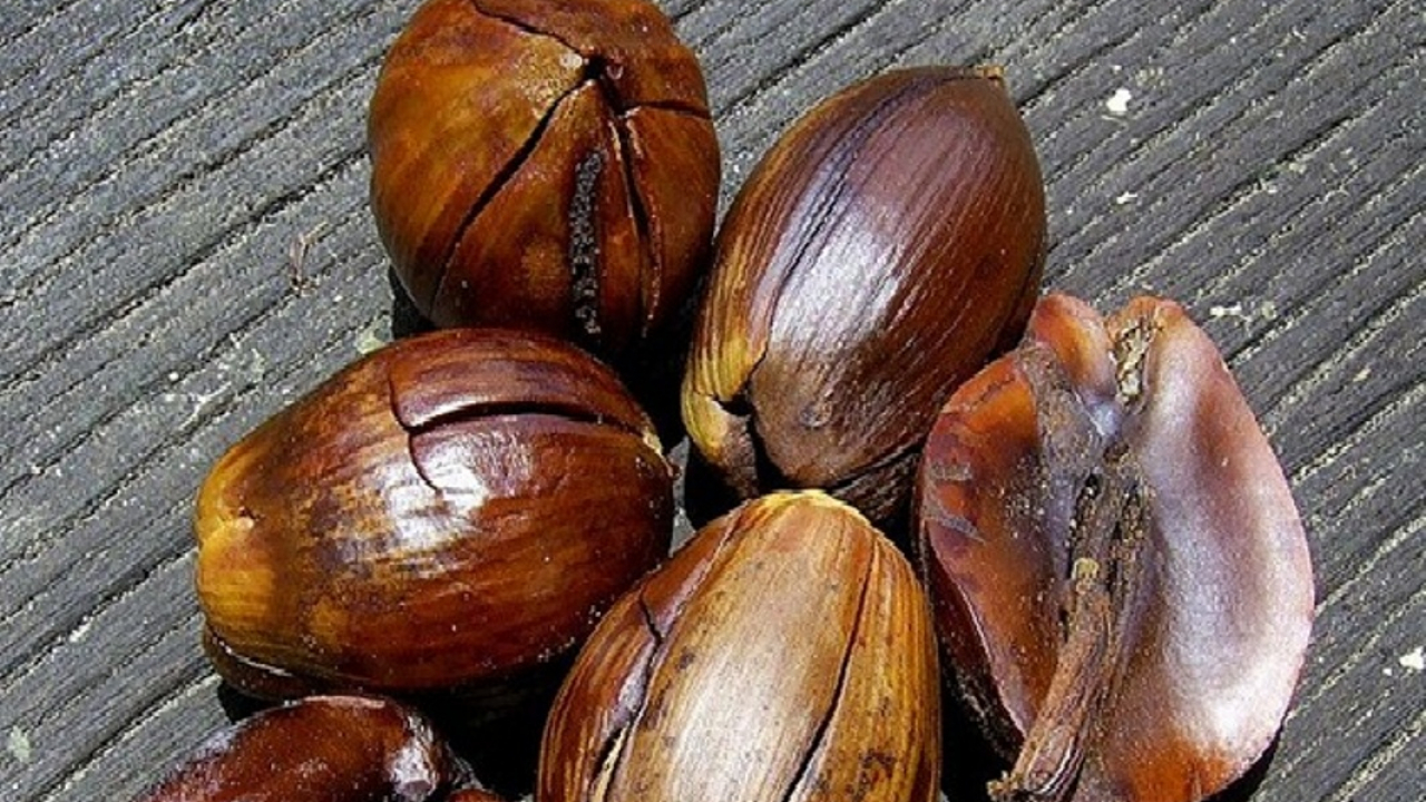 Tengkawang