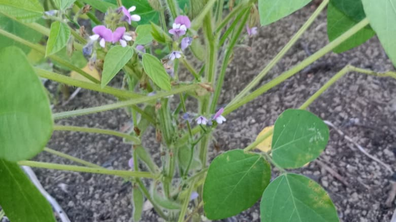 MENJELANG MASA PANEN PRODUK BUMDES KACANG KEDELAI DESA LUBUK SABUK
