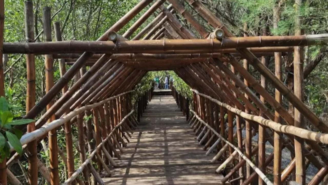 mangrove