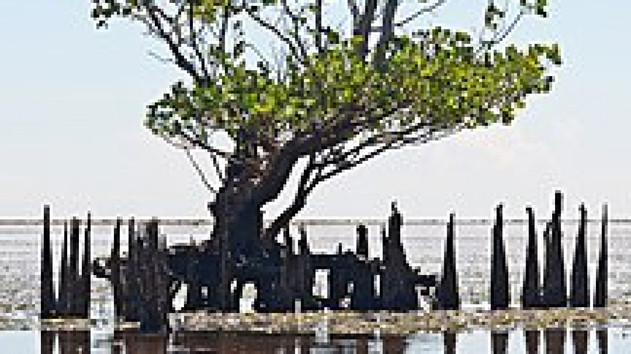 Tanam 400 Bibit Mangrove di Tanjung Baik Budi