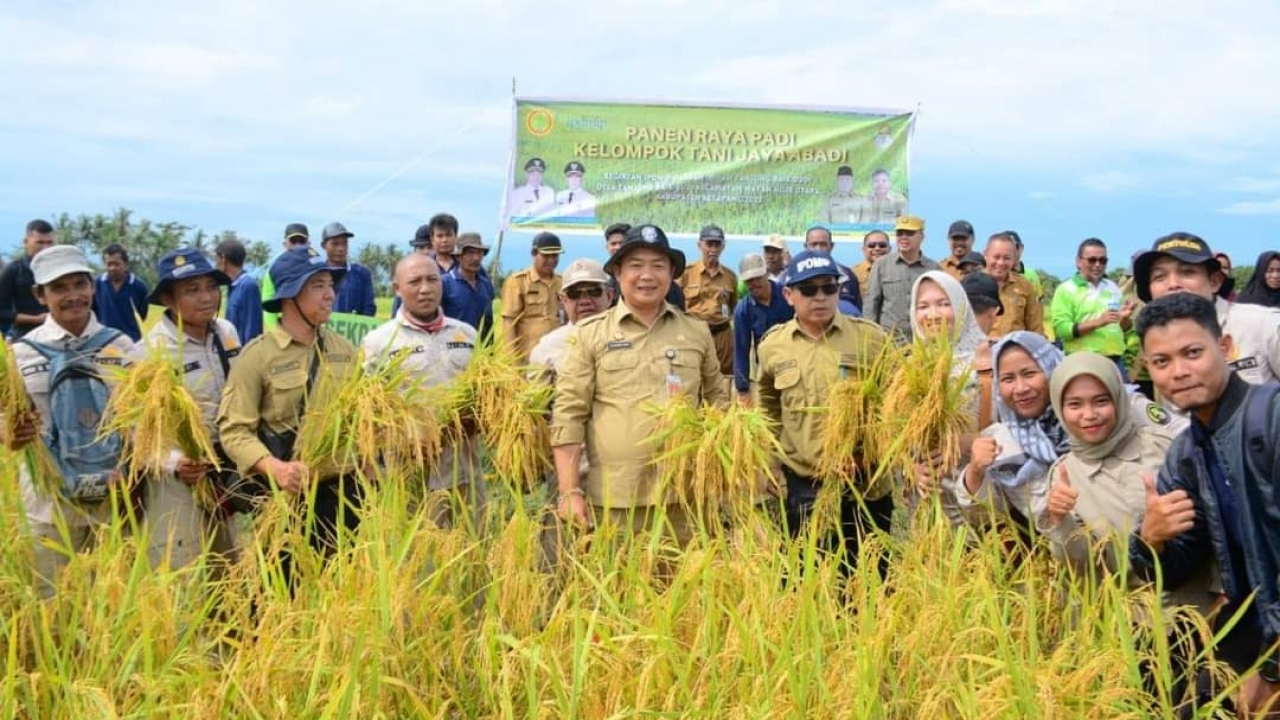 Panen Raya Padi di Desa Tanjung Baik Budi