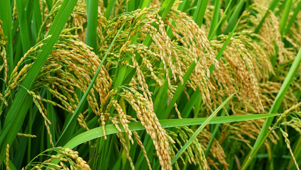 Kebun Pertanian dan Perkebunan Lokal