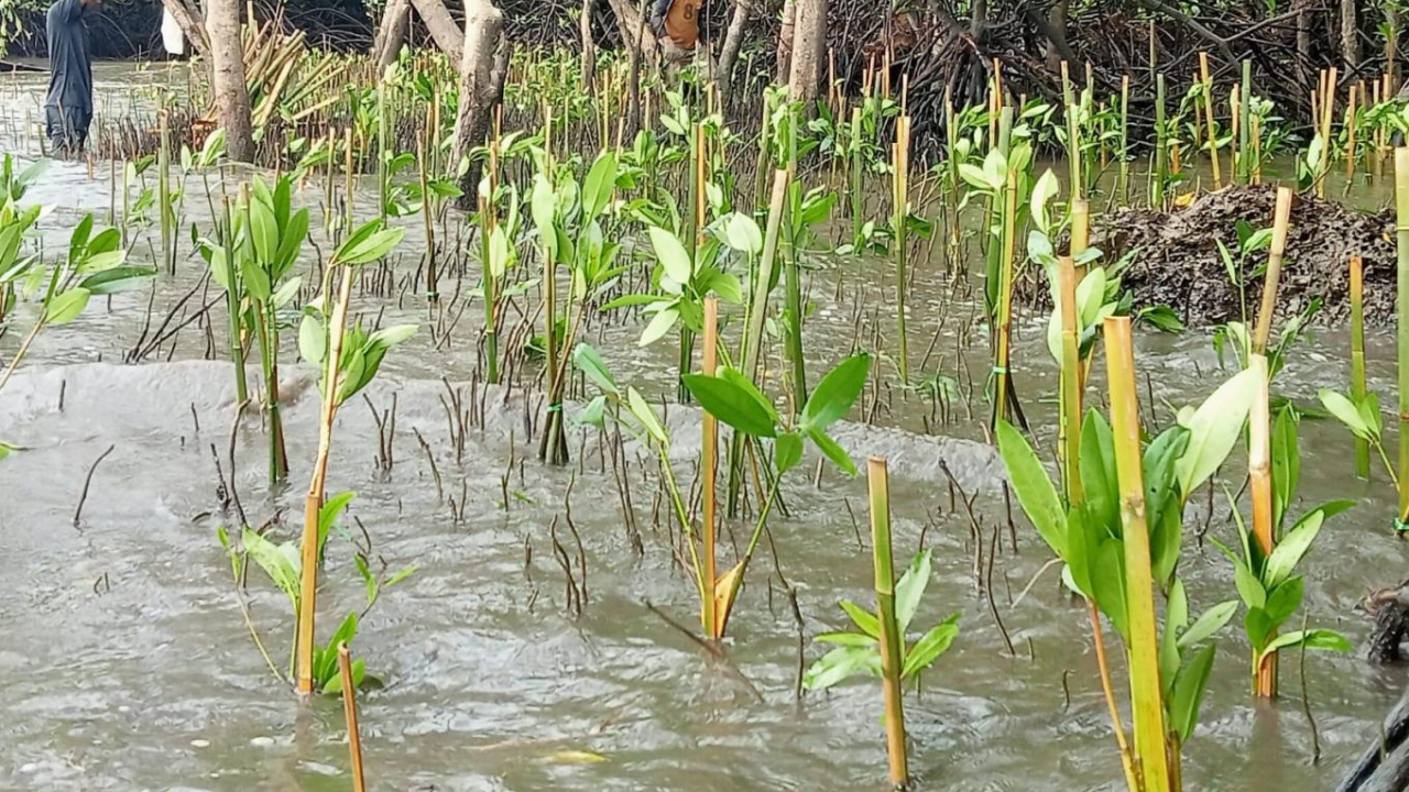 Hutan Mangrove Lestari