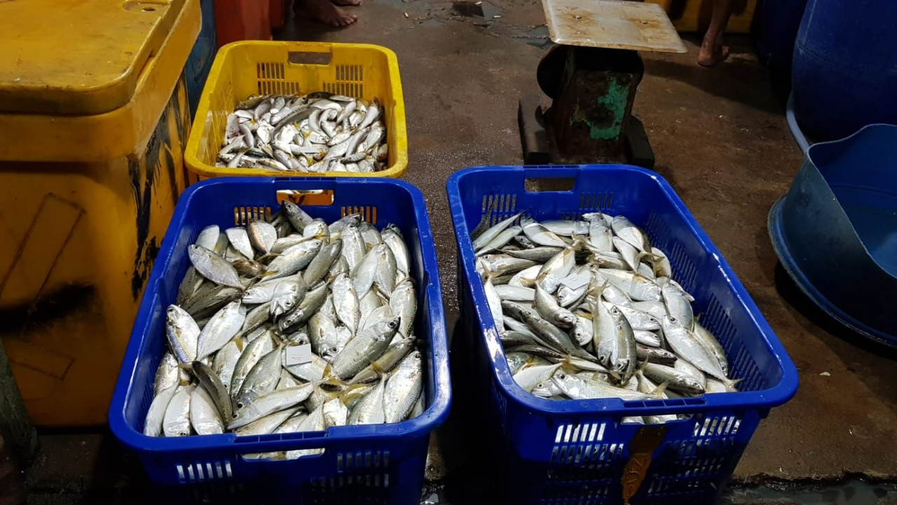 Perikanan dan Kelautan