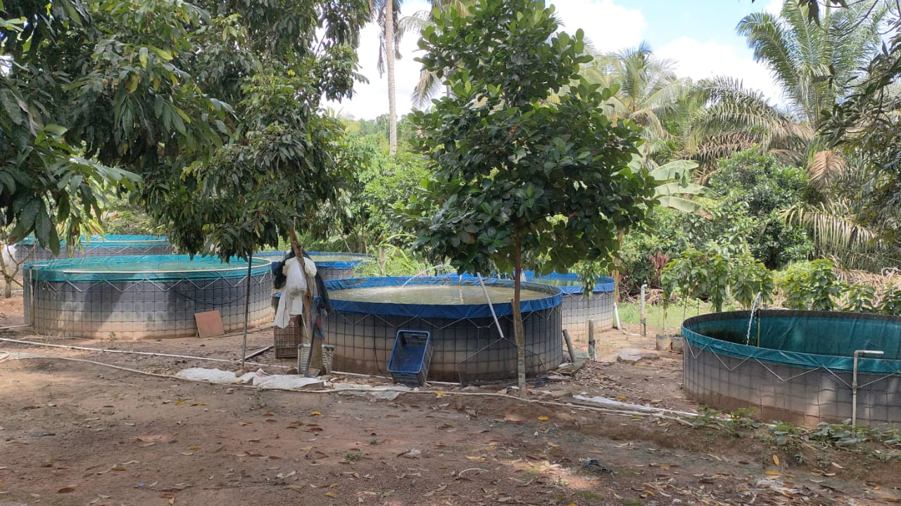 Perikanan kolam darat